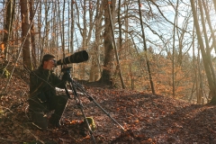 Raphael im Wald