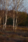 Heidelandschaft 4