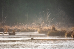 Wilder Lech