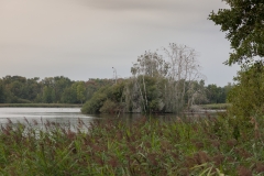 Kormorane