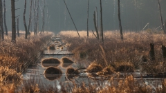 Haspelmoor