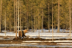 Braunbär in Finnland 1