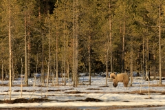 Braunbär in Finnland 2