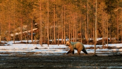 Braunbär in Finnland 3