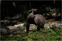 Baer 2