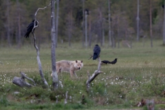 Der Wolf und die Raben