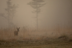 Reh im Morgennebel