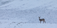 Reh auf verschneitem Feld