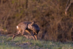 Reh versteckt sich