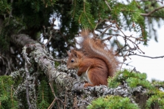 Eichhörnchen in Norwegen 1