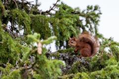 Eichhörnchen in Norwegen 2