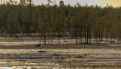 Kranich in Finnland