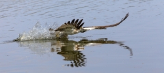 Fischadler über dem Wasser