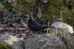 Amsel