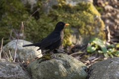 Amsel im Abendlicht