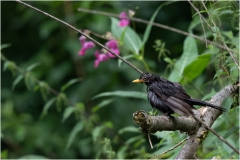 Amsel aufgespießt ?