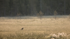 Regenbrachvogel im Morgentau