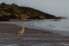 Großer Brachvogel in goldenem Licht