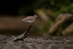 Flussuferläufer an der Paar