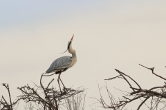 Graureiher in der Camargue