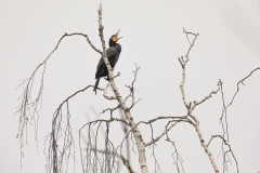 Kormoran an der Donau