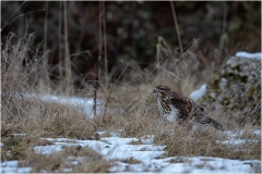 Maeusebussard