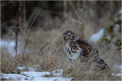 Maeusebussard