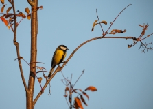 Kohlmeise im Herbst