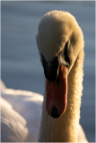 Schwan im Abendlicht
