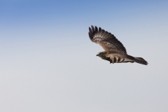 Mäusebussard