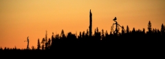 Scherenschnitt - Möwe im Sonnenuntergang