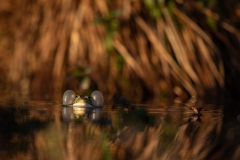 Versteckter Frosch