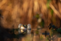 Frosch beim "Telefonieren"