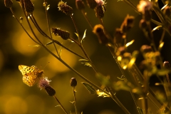 Schmetterling im Abendlicht-1