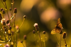 Schmetterling im Abendlicht-2