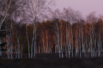 Selbst im allerletzten Abendlicht wirken die Birken besonders, egal ob einzeln stehende Bäume oder Baumgruppen.