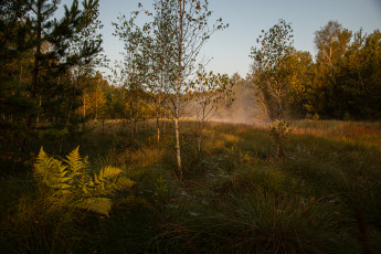 Es war bereits kühl an diesem September-Morgen und die Nebel stiegen über einer kleinen  Wasserfläche im Moor auf. Ständig änderte sich die Form der Nebelwolke, bis die noch kraftvolle Sonne sie rasch auflöste.