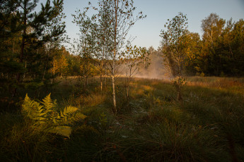 Es war bereits kühl an diesem September-Morgen und die Nebel stiegen über einer kleinen Wasserfläche im Moor auf. Ständig änderte sich die Form der Nebelwolke, bis die noch kraftvolle Sonne sie rasch auflöste.