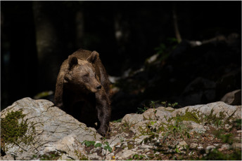 Ein Bär in Slowenien kam aus dem schattigen Wald ins Sonnenlicht.