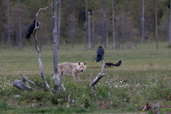 Eine unendliche Geschichte die Beziehung der beiden Tiere. Im Winter zeigen die Raben Aas, da sie den Überblick haben, der Wolf bricht es auf und sie können fressen.