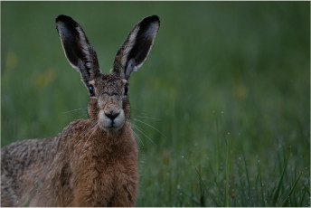 Morgens kurz nach 5.00 Uhr in den Auwäldern des Lech. 5 m entfernt hoppelt dieser Feldhase an mir vorbei. Ich hatte die Windrichtung geprüft und so empfand er mich unter der Tarnung nicht als Gefahr.