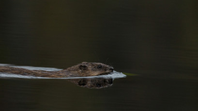 Bei schon schwierigem Licht konnten wir noch diese Bisamratte in Finnland fotografieren.
