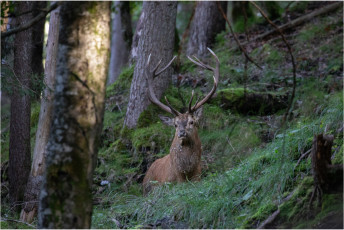 Die Begegnung mit einem Hirsch ist absolut unbeschreiblich.