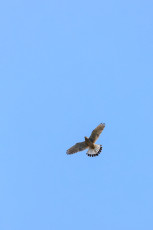 Adultes Turmfalken-Männchen (Terzel) im Rüttelflug.