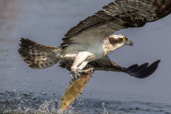 Fischadler kämpft sich mit seinem Fang in die Luft