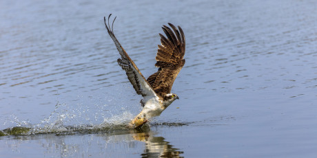 Fischadler mit erbeutetem Fisch