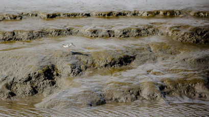 Ein Dunkelwasserläufer im Schlichtkleid stochert im Watt nach Nahrung.