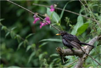 Mit einer Wathose kniete ich lange in einem kleinen Flüsschen und eine Amsel badete. Dann landete sie endlich auf einem Ast sehr malerisch in einer sehr aussagekräftigen Pose. Aber dieses Bild zeigt die Schwierigkeit in der Naturfotografie, denn irgendwie wirkt sie ja aufgespießt durch den dahinter liegenden Ast. Schade, sonst hätte alles gepasst.