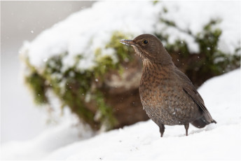 Selbst wenn noch Schnee liegt spürt man die erhöhte Aufmerksamkeit der Vögel. War da ein Männchen, welches sein Gebiet bereits verteidigt?
