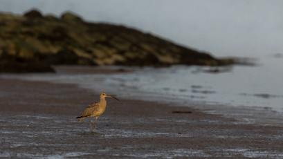 Großer Brachvogel in goldenem Licht an der Nordseeküste
